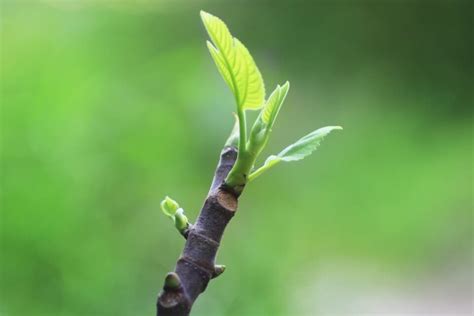 How to Trim Fig Trees: A Step-By-Step Guide to Healthy Pruning ...