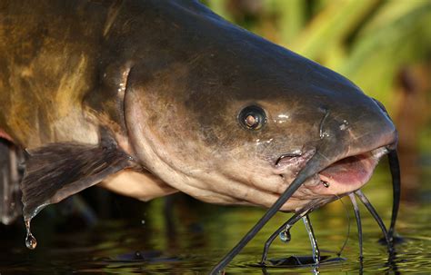 Live Fish For Sale Aquaponics Pond Stocking Green Hill, 40% OFF