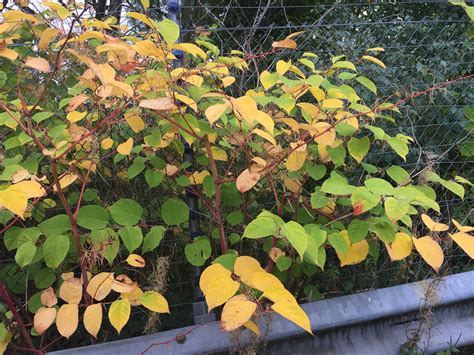 How To Identify Japanese Knotweed: In-Depth Knotweed Identification ...