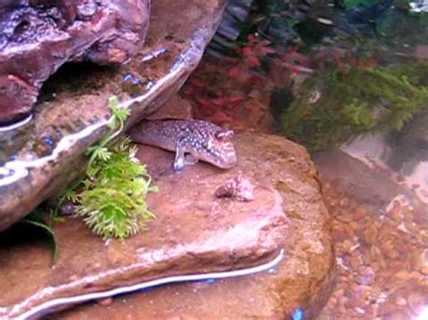 Mudskipper Eating - YouTube