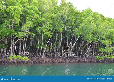 Row of Mangrove Trees in Forest and Water - Green Earth - Baratang ...