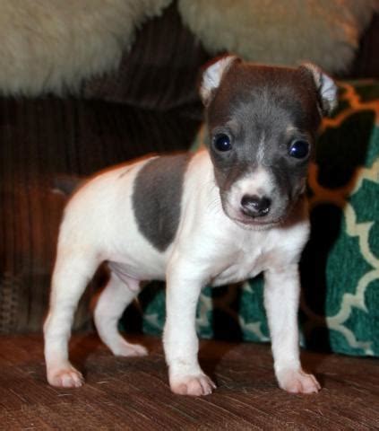 5 WK OLD RAT TERRIERS - GRAND CHAMPION BLOODLINES for Sale in Mariposa ...