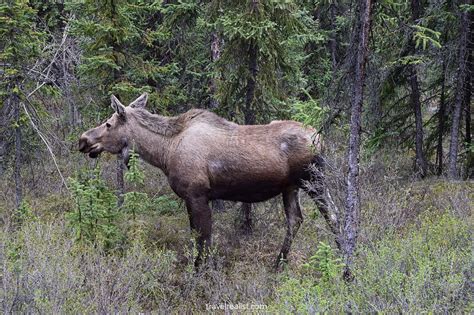 Denali National Park Wildlife Safari - Travel Realist