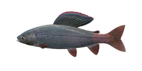 Arctic Grayling - Fishing Planet Wiki