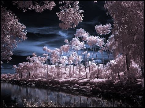 >: Infrared Photography