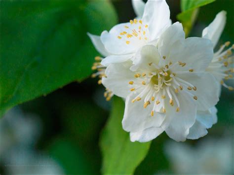 Jasmine Flower Wallpapers - Wallpaper Cave