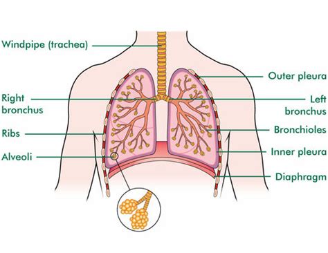 The lungs - Macmillan Cancer Support