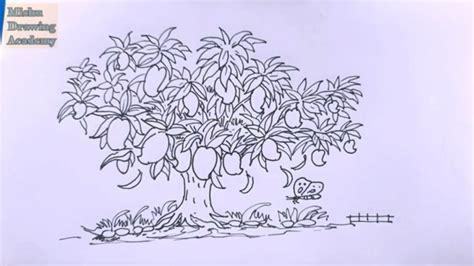 Mango Tree Pencil Drawing