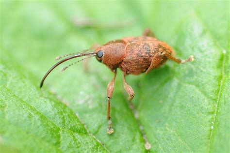 Bill's Birding: Weevils for Everyone