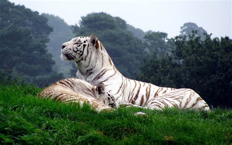 White Tiger Wallpapers - Wallpaper Cave