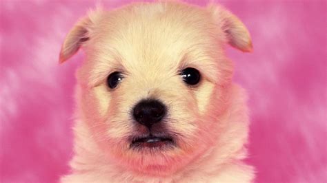 Pink Dog Wallpapers - Top Free Pink Dog Backgrounds - WallpaperAccess