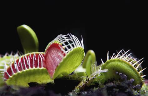 Cómo se ALIMENTAN las PLANTAS CARNÍVORAS - Resumen