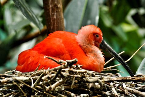 Scarlet Ibis | I think this is a juvenile scarlet ibis - tho… | Flickr