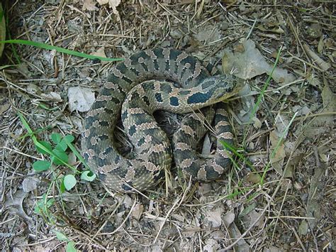 Eastern Hognose Snake: Special Concern