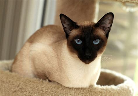 Seal Point Siamese - Just How Many Different Siamese Point Colors Are ...