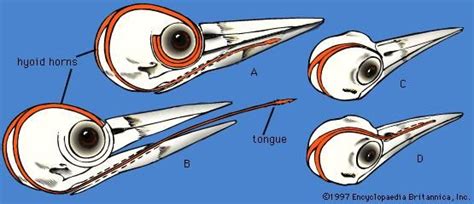 Hyoid bone | anatomy | Britannica.com