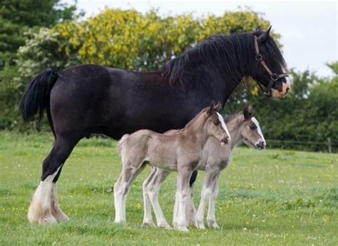 Shires | Baby horses, Horses, Beautiful horses