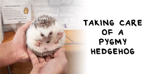 Taking Care of a Pygmy Hedgehog - Hedgehog Care and Lifestyle ...