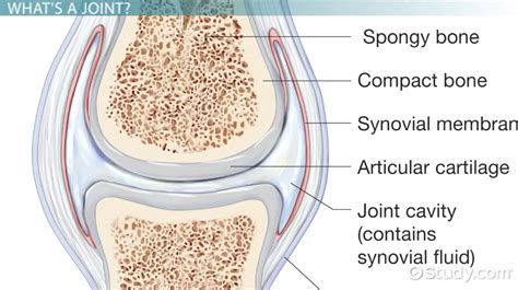 Fibrous Joint: Definition & Examples - Video & Lesson Transcript ...