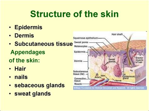 Functions of the skin - презентация онлайн