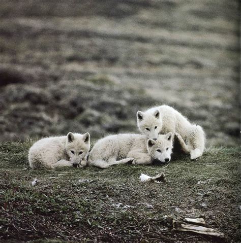 Arctic Zone: Wolf Photographs