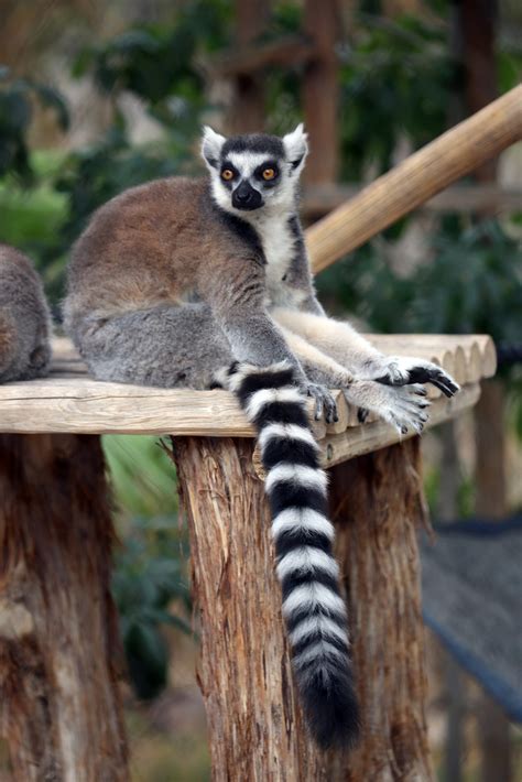 Why Do Ring-Tailed Lemurs Have Striped Tails? | Reid Park Zoo