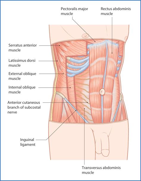 Anterolateral Abdominal Wall and Groin | Basicmedical Key