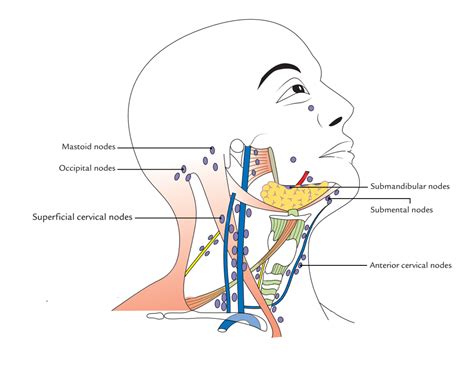 What Drains Into The Anterior Cervical Lymph Nodes - Best Drain Photos ...