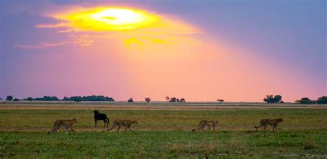 Liuwa Plain National Park Zambia - Tailormade Africa