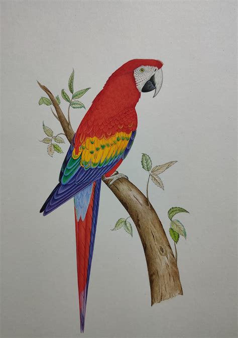 Parrot Watercolor Painting Macaw Painting Parrot Artwork - Etsy UK