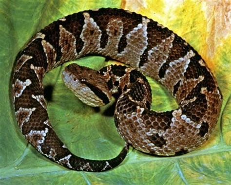 Viper | snake | Britannica.com