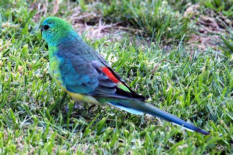 "Grass Parrot ~ psephotus haematonotus" by Clive | Redbubble