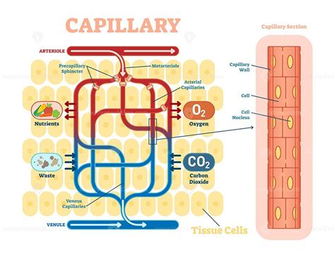 Capillary schematic, anatomical vector illustration diagram – VectorMine