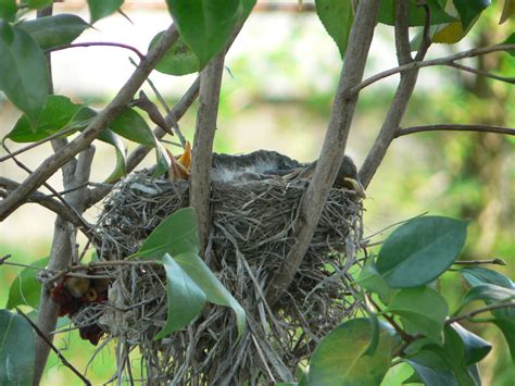 Free Images : nature, branch, wildlife, jungle, robin, fauna, birds ...