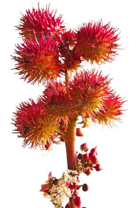 Castor-oil plant flowers stock image. Image of christi - 28009033