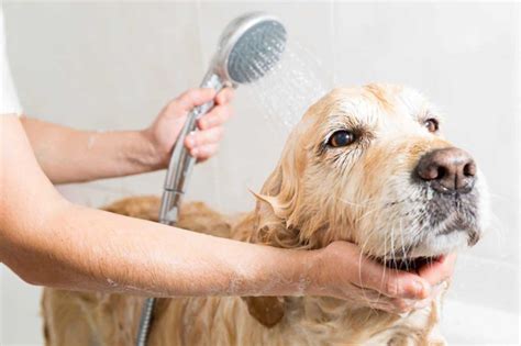 Dog bathing tips: Get all your supplies together before you start