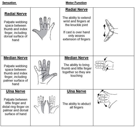 Clinical Guidelines (Nursing) : Neurovascular observations | Orthopedic ...