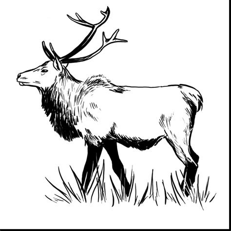 Elk Drawing | Free download on ClipArtMag