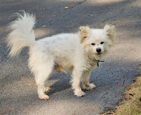 Pomeranian Maltese Mix Full Grown