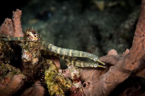 PIPEFISH: THE ULTIMATE CARE, DIET, HABITAT AND SPECIES GUIDE | FISH ...