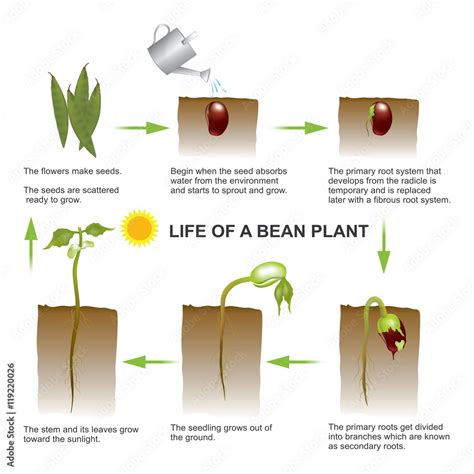 Seed Germination Process