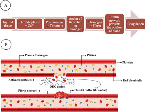 Scheme of one of the possible mechanisms of hemostasis using ORC ...