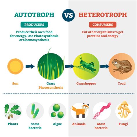 What Is an Autotroph? Definition and Examples