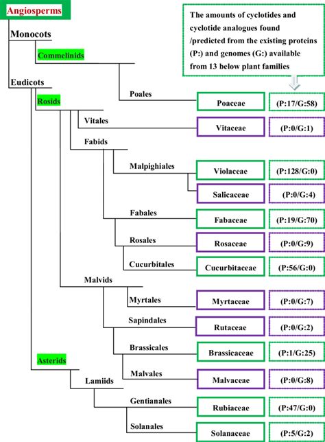 A schematic tree of plant families containing cyclotides and analogues ...