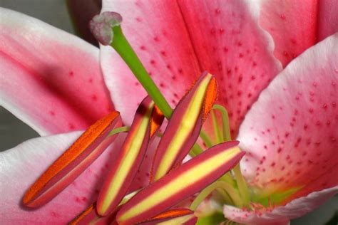 Stargazer Lily Meaning and Symbolism (Perfection & Success)