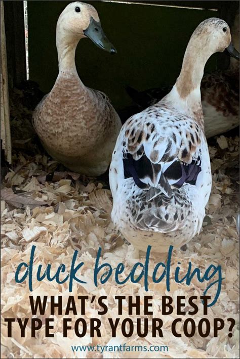 What's the best bedding for your duck coop or run? - Tyrant Farms