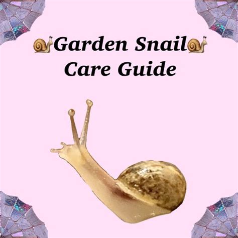 Pet Snail Care Guide - Etsy