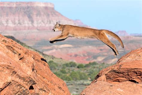 The Wildlife of Zion National Park