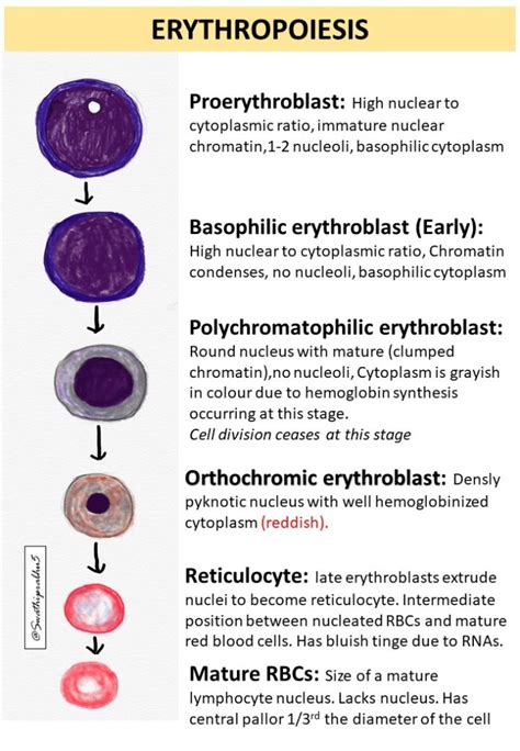 ERYTHROPOIESIS - Pathology Made Simple