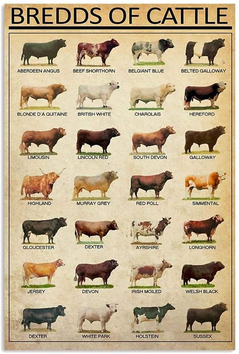 Breeds of beef cattle poster | Etsy